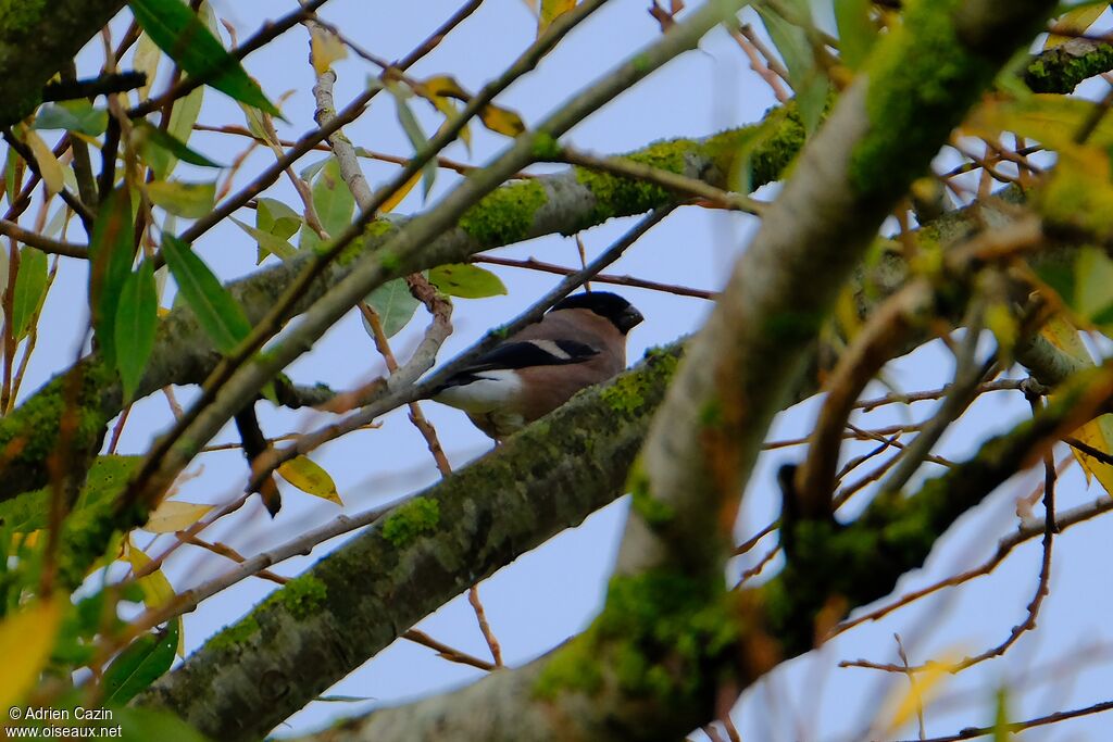 Eurasian Bullfinch female adult