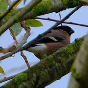 Eurasian Bullfinch