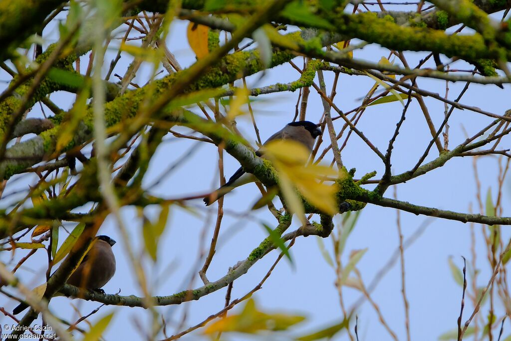 Eurasian Bullfinch female adult