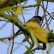 Eurasian Bullfinch