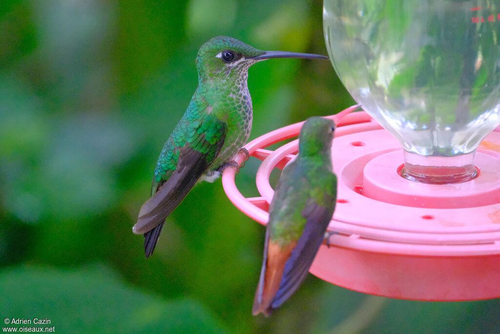 Green-crowned Brilliant female adult