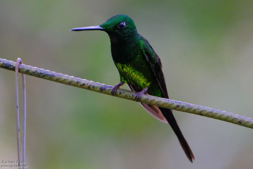 Empress Brilliant male adult