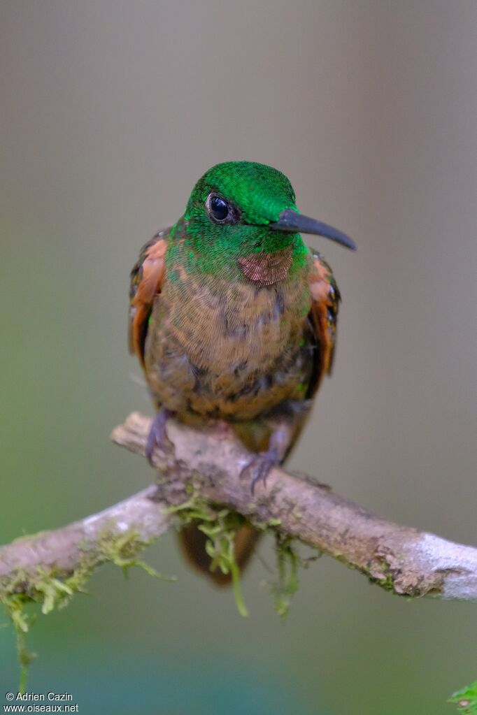 Fawn-breasted Brilliant male