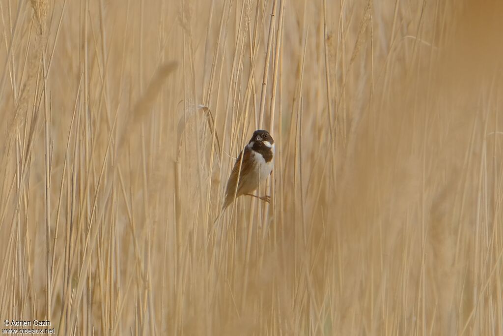 Common Reed Bunting male adult breeding