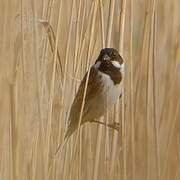 Bruant des roseaux