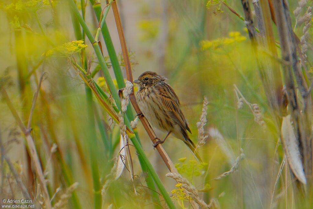 Common Reed Bunting female adult, identification