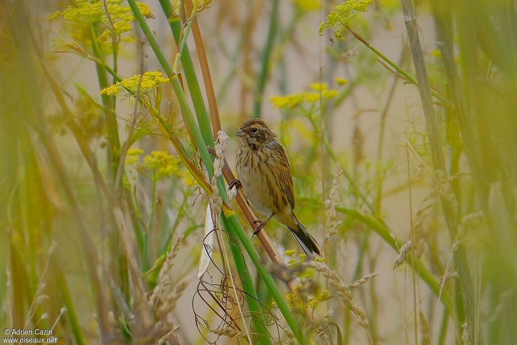 Common Reed Bunting female adult, identification