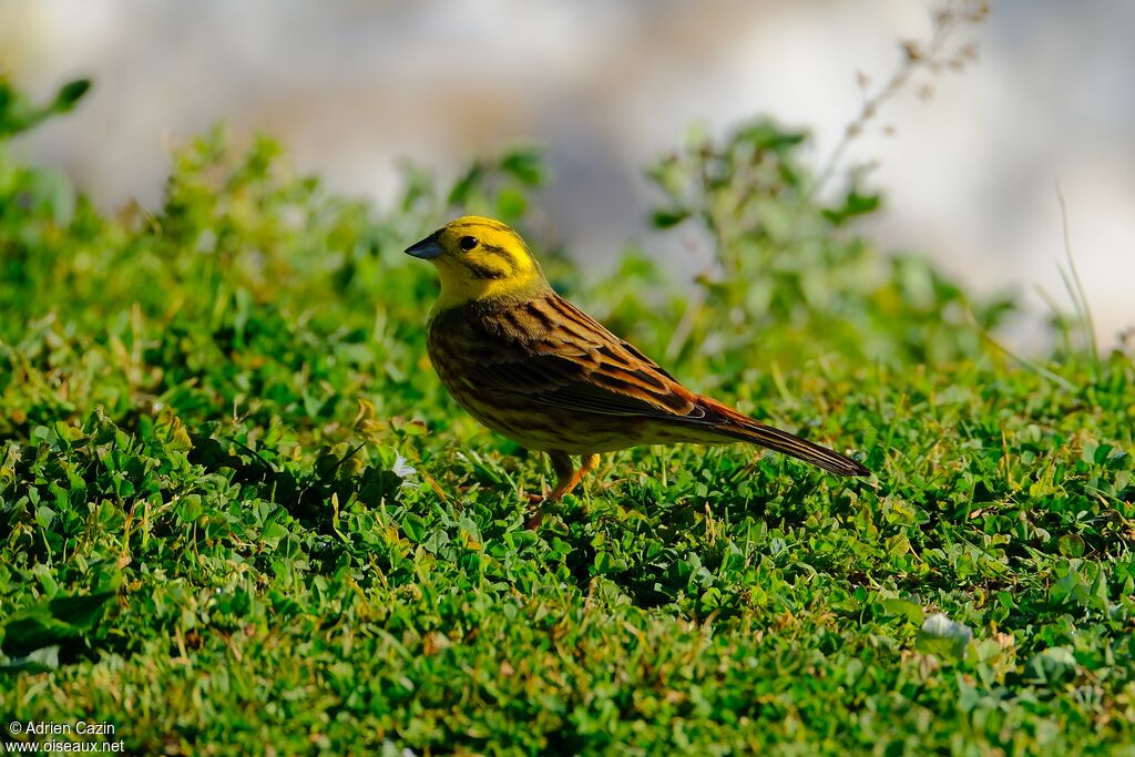 Bruant jaune mâle adulte