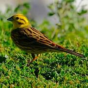 Yellowhammer