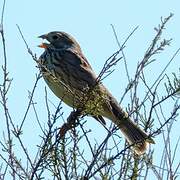 Corn Bunting