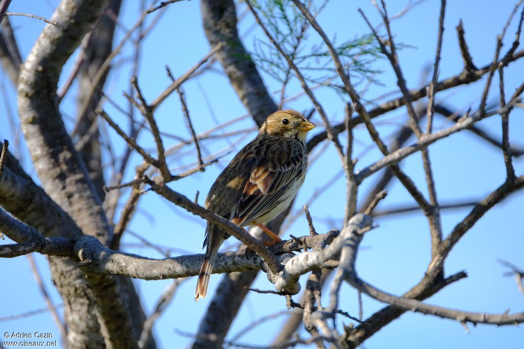 Bruant proyeradulte, identification