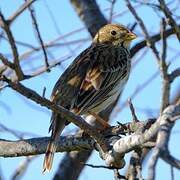 Corn Bunting