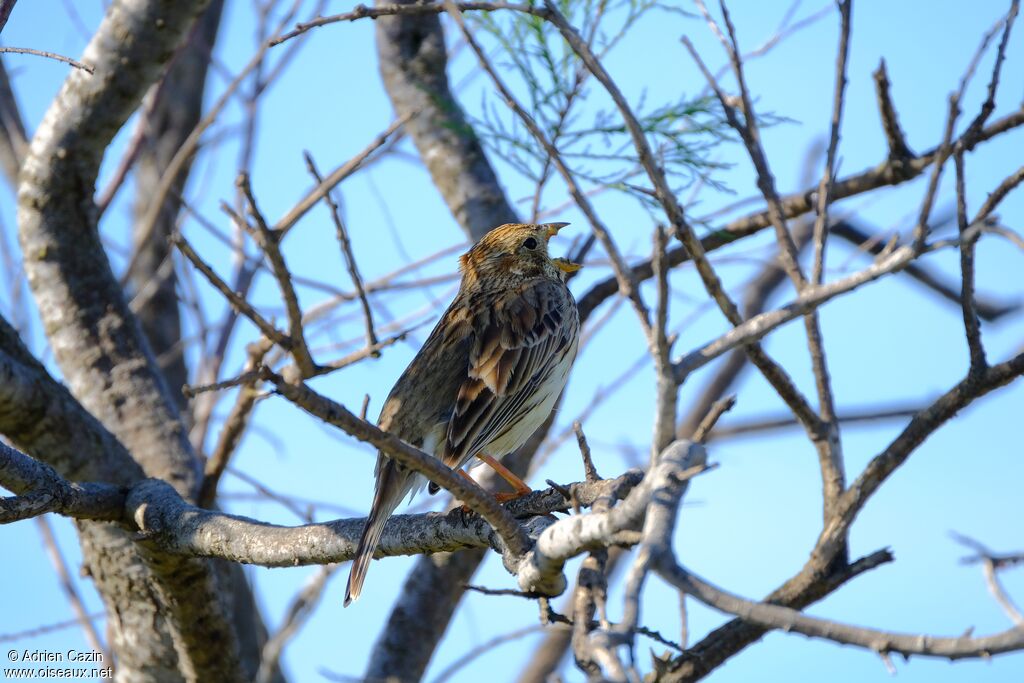 Corn Buntingadult, identification, song