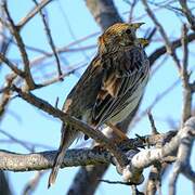 Corn Bunting