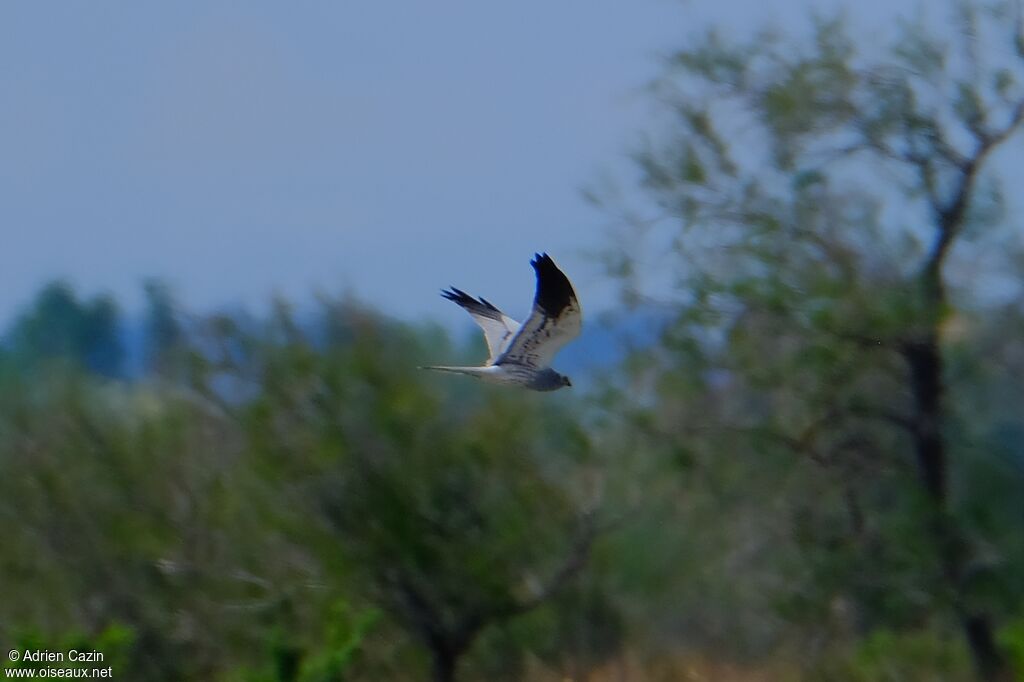 Montagu's Harrier