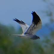 Montagu's Harrier