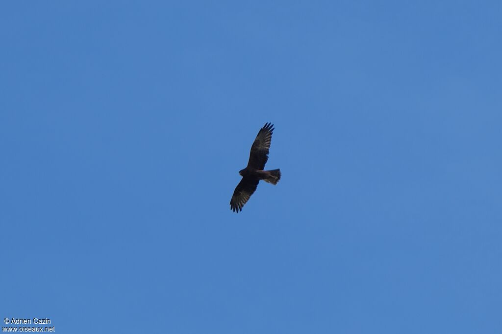 Swamp Harrier