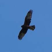 Swamp Harrier