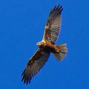 Western Marsh Harrier