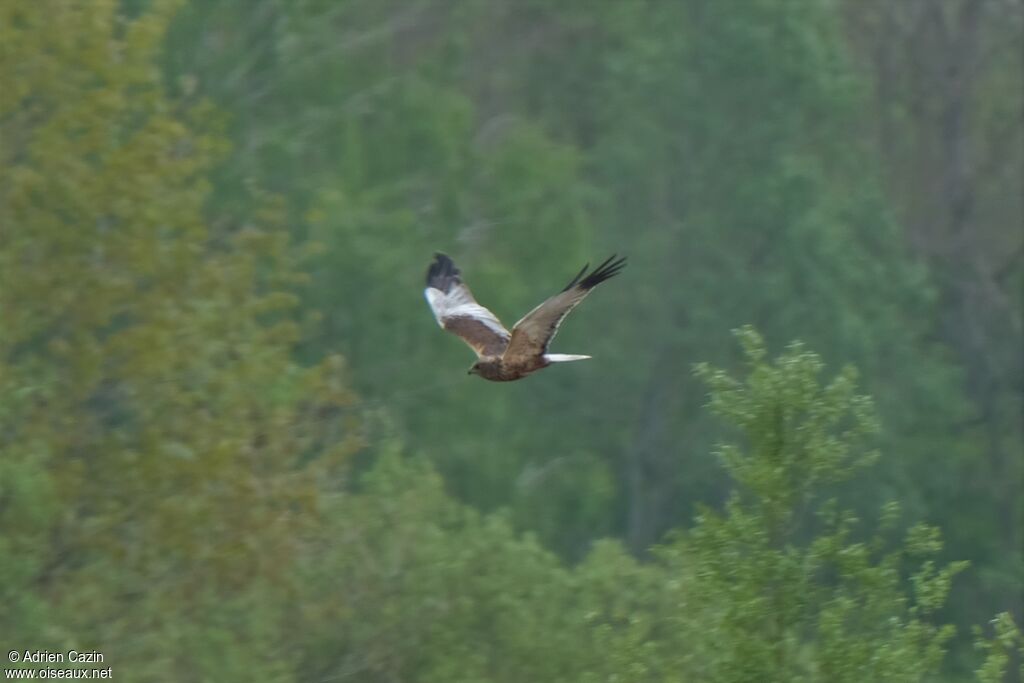 Western Marsh Harrier male