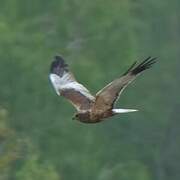 Western Marsh Harrier