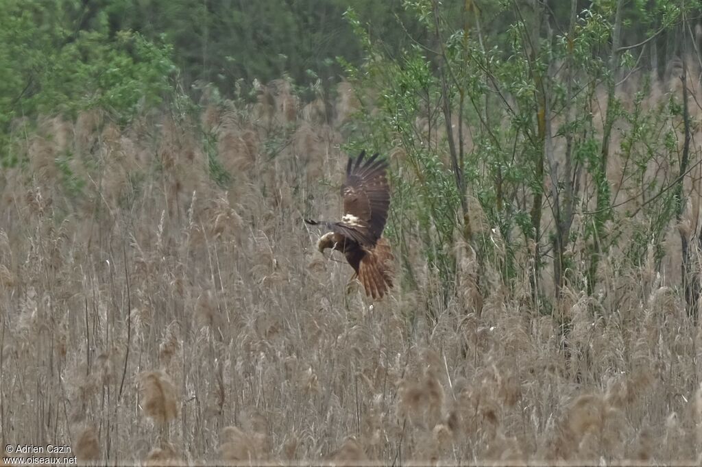 Western Marsh Harrier female