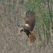 Western Marsh Harrier