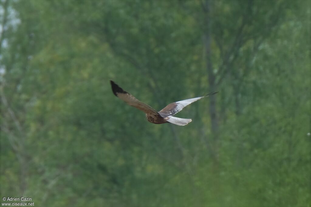 Western Marsh Harrier male