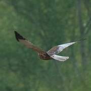 Western Marsh Harrier