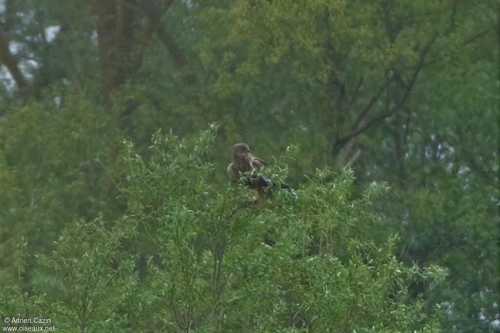 Western Marsh Harrier male