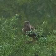 Western Marsh Harrier