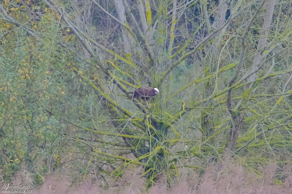 Western Marsh Harrierjuvenile