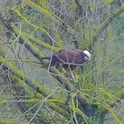 Western Marsh Harrier