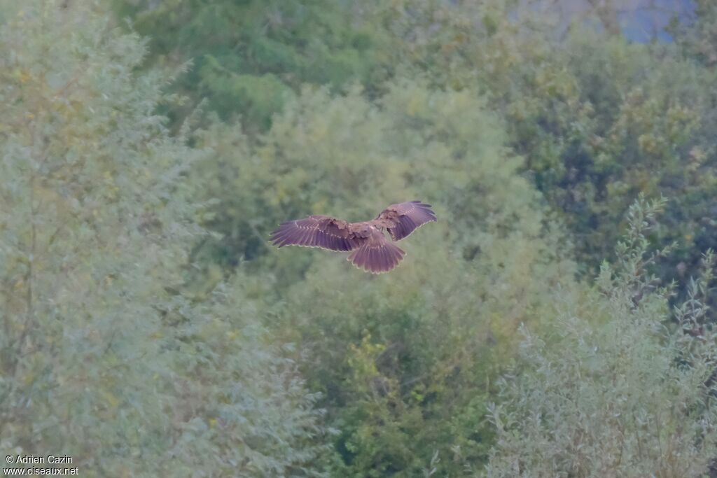 Western Marsh Harrierjuvenile, Flight