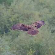 Western Marsh Harrier