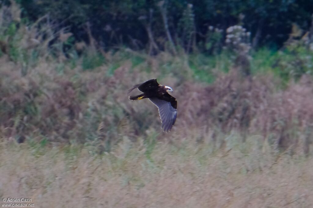 Western Marsh Harrierjuvenile, Flight