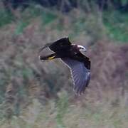 Western Marsh Harrier