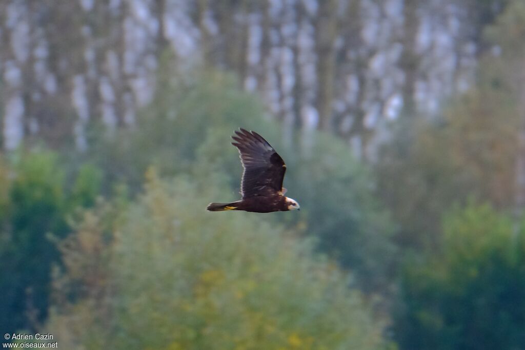 Western Marsh Harrierjuvenile, Flight