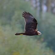 Western Marsh Harrier