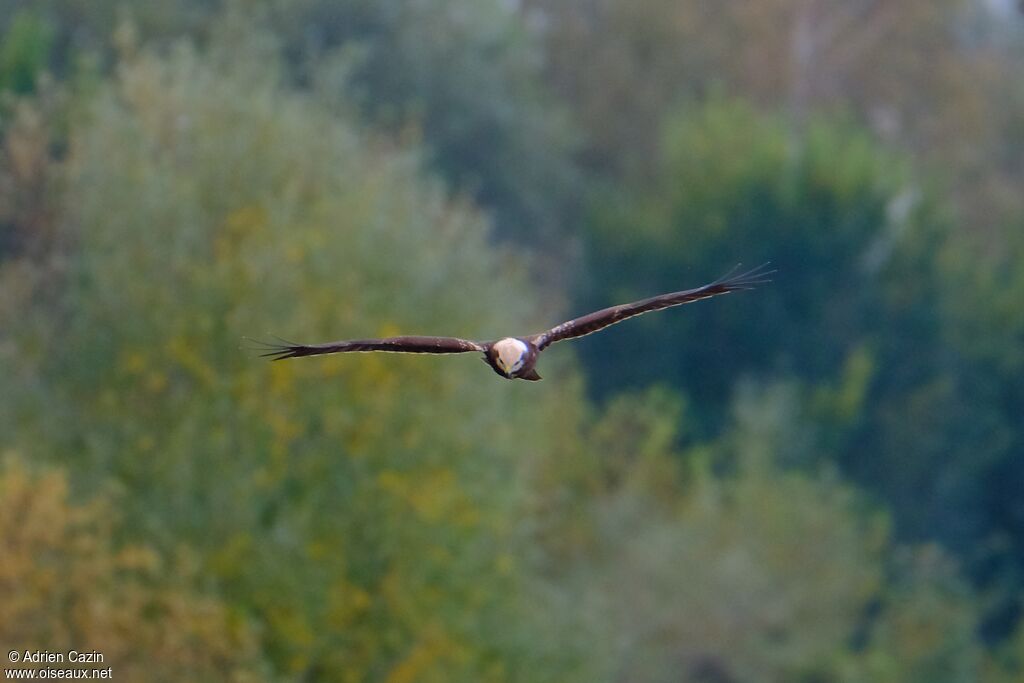 Western Marsh Harrierjuvenile, Flight