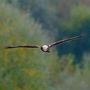 Western Marsh Harrier