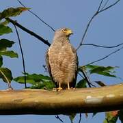 Roadside Hawk