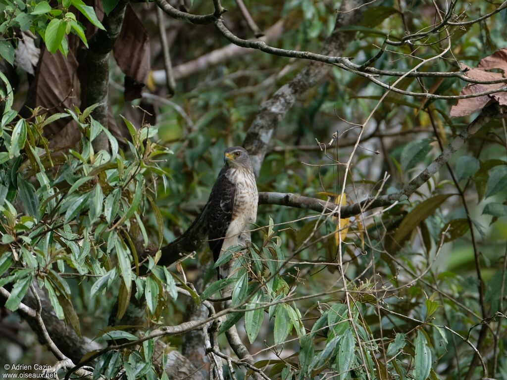 Roadside Hawk