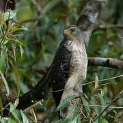 Roadside Hawk