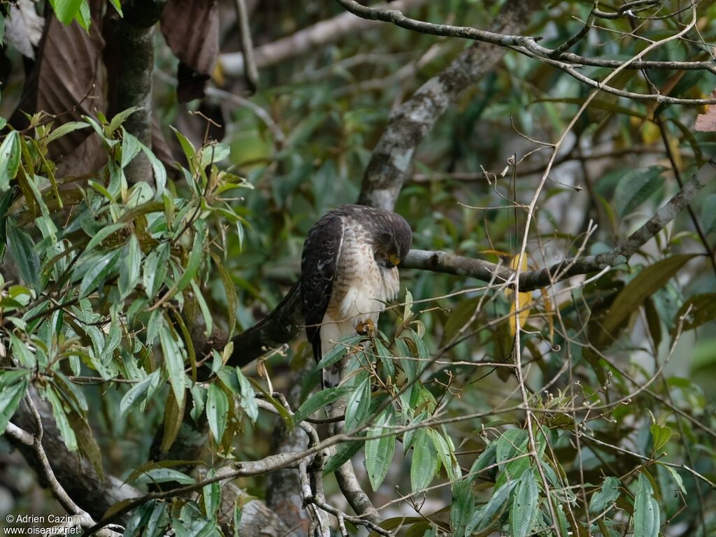 Roadside Hawk