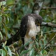 Roadside Hawk