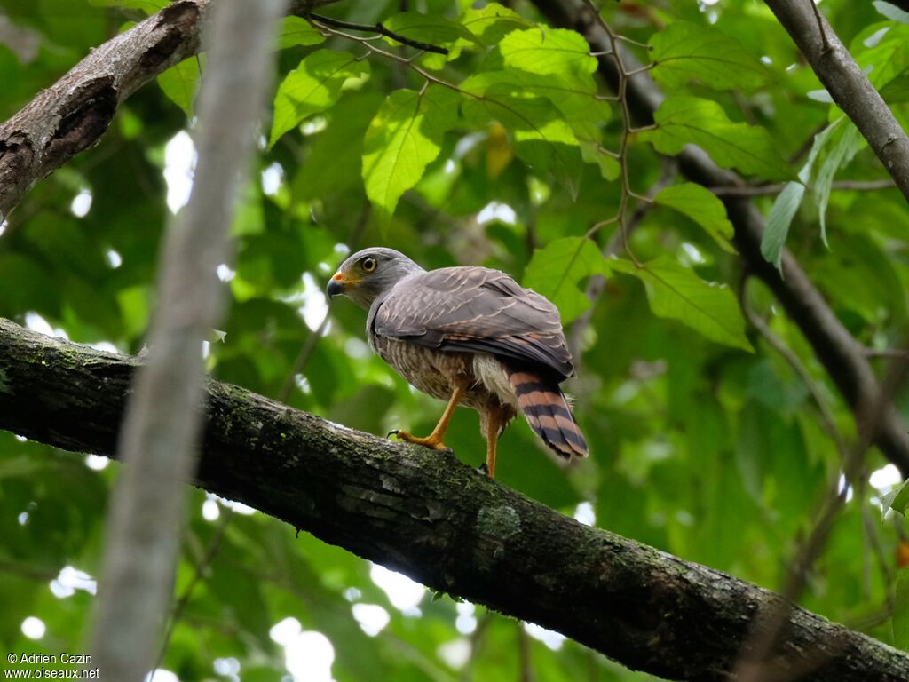 Roadside Hawk