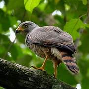 Roadside Hawk