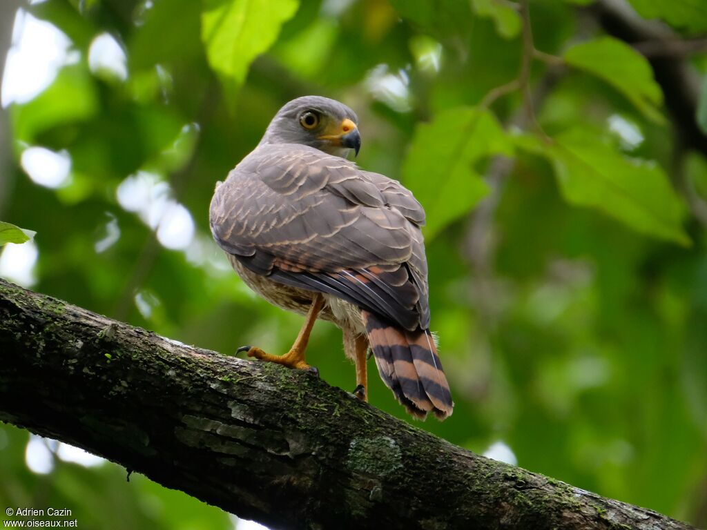 Roadside Hawk