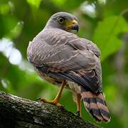 Roadside Hawk